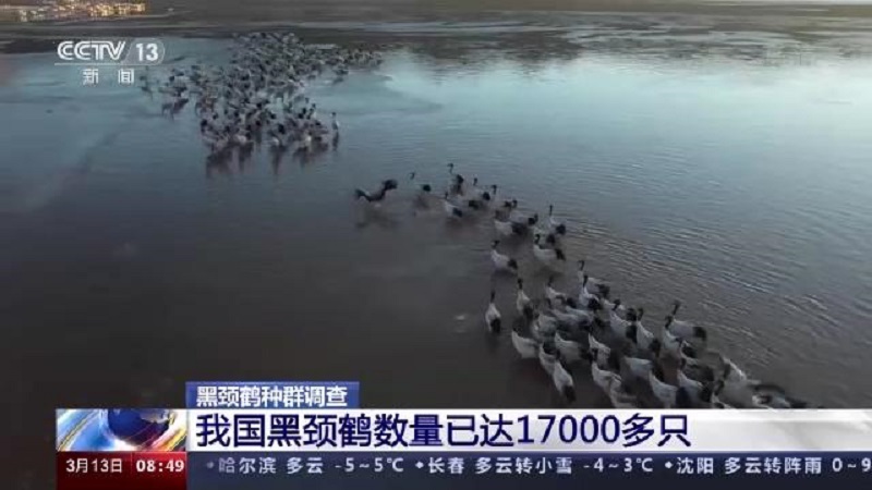 无人机拍摄、卫星追踪轨迹……黑颈鹤数量若何调查？