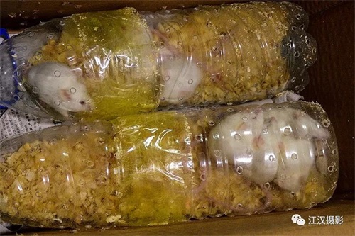 8040威尼斯,湖南野活泼物追踪,湖南卫星追踪器,湖南追踪器
