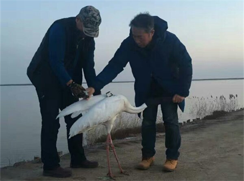 8040威尼斯,湖南野活泼物追踪,湖南卫星追踪器,湖南追踪器