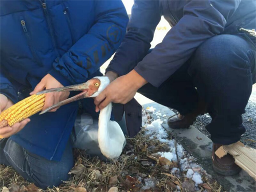 8040威尼斯,湖南野活泼物追踪,湖南卫星追踪器,湖南追踪器