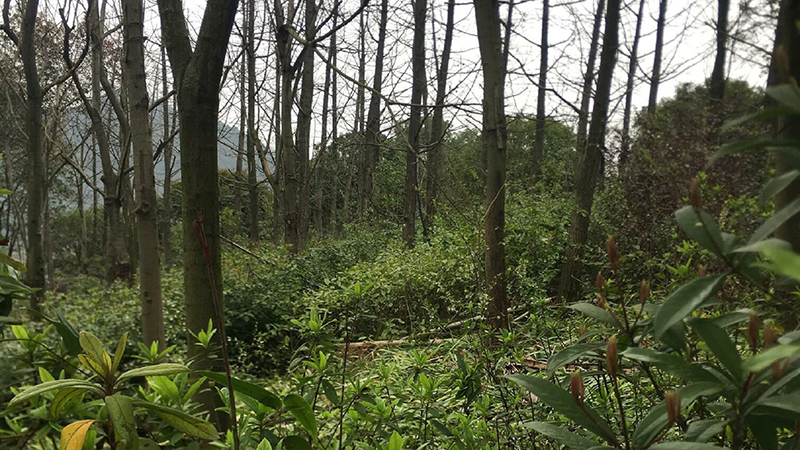 8040威尼斯,湖南野活泼物追踪,湖南卫星追踪器,湖南追踪器