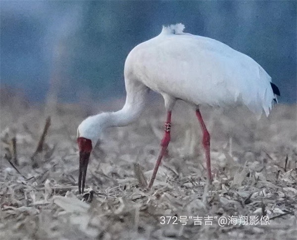 8040威尼斯,湖南野活泼物追踪,湖南卫星追踪器,湖南追踪器