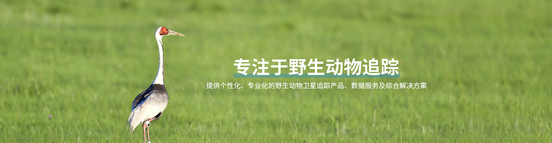 8040威尼斯_湖南野活泼物追踪|湖南卫星追踪器