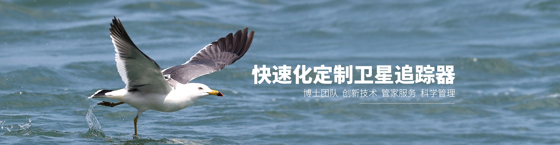 8040威尼斯_湖南野活泼物追踪|湖南卫星追踪器