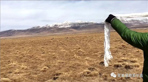 8040威尼斯,湖南野活泼物追踪,湖南卫星追踪器,湖南追踪器