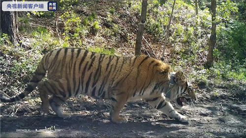 8040威尼斯,湖南野活泼物追踪,湖南卫星追踪器,湖南追踪器