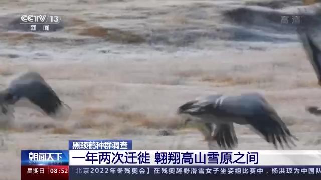 8040威尼斯,湖南野活泼物追踪,湖南卫星追踪器,湖南追踪器