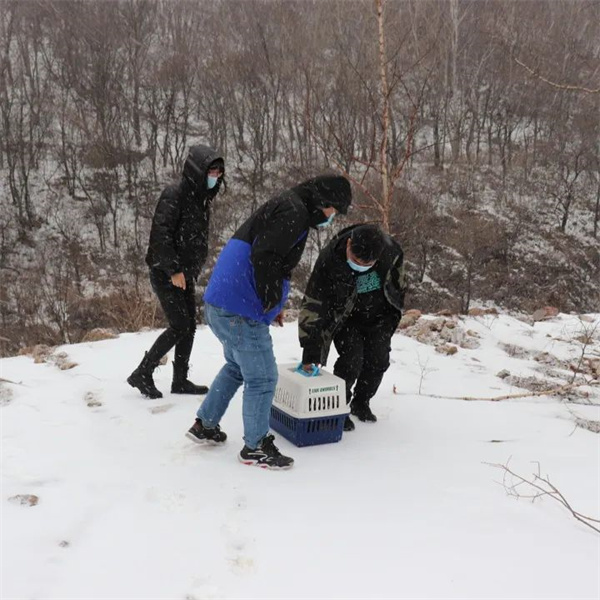 8040威尼斯,湖南野活泼物追踪,湖南卫星追踪器,湖南追踪器