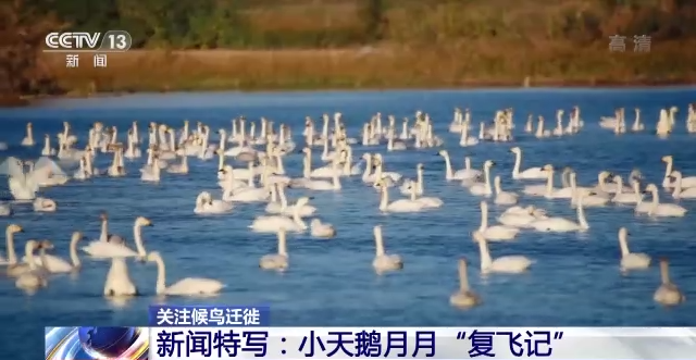 8040威尼斯,湖南野活泼物追踪,湖南卫星追踪器,湖南追踪器