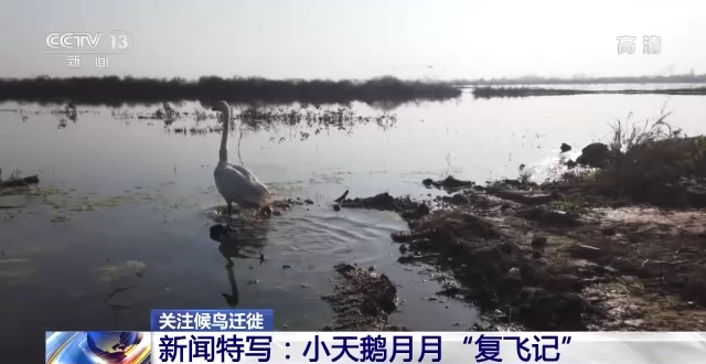 8040威尼斯,湖南野活泼物追踪,湖南卫星追踪器,湖南追踪器
