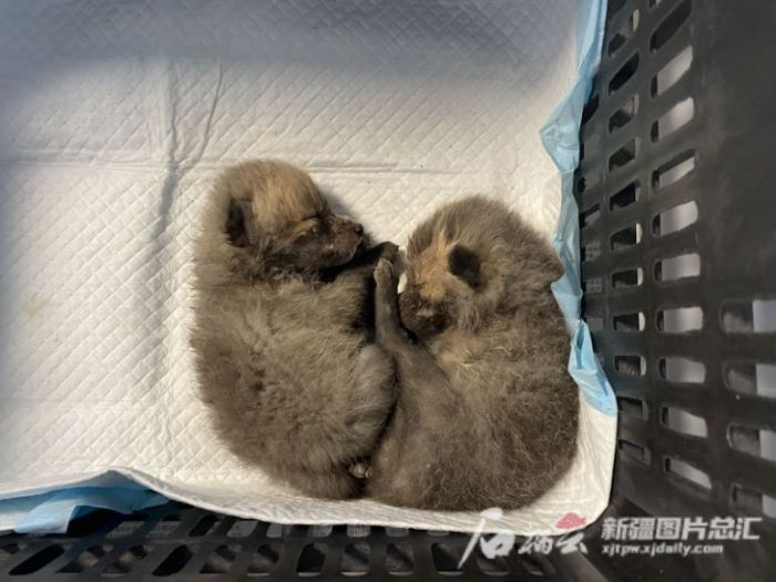 8040威尼斯,湖南野活泼物追踪,湖南卫星追踪器,湖南追踪器