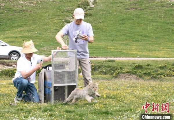8040威尼斯,湖南野活泼物追踪,湖南卫星追踪器,湖南追踪器