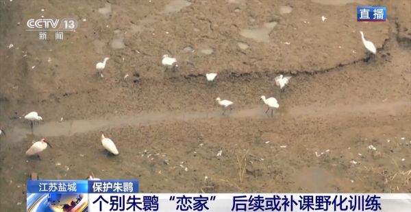 8040威尼斯,湖南野活泼物追踪,湖南卫星追踪器,湖南追踪器