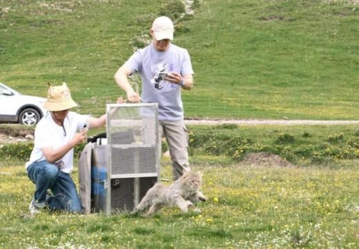 8040威尼斯,湖南野活泼物追踪,湖南卫星追踪器,湖南追踪器