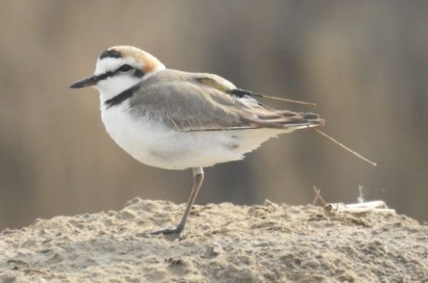 8040威尼斯,湖南野活泼物追踪,湖南卫星追踪器,湖南追踪器