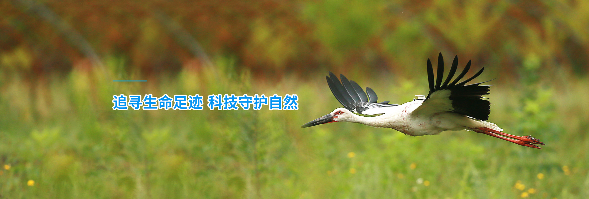 8040威尼斯_湖南野活泼物追踪|湖南卫星追踪器