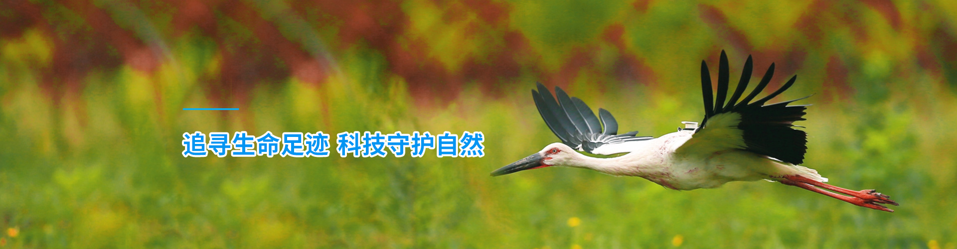 8040威尼斯_湖南野活泼物追踪|湖南卫星追踪器